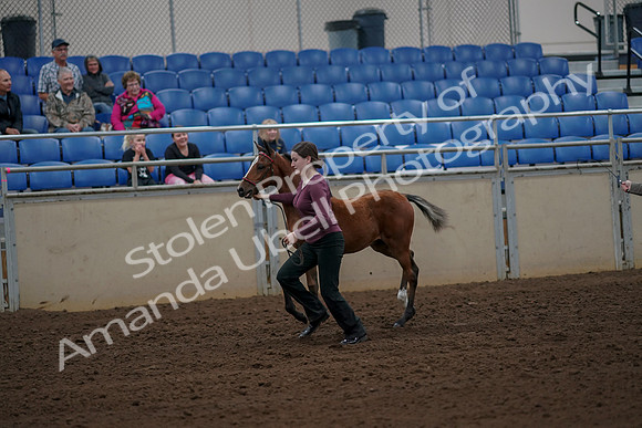 2019 Morgan Horse Show - Aug 30, 2019 - 24693