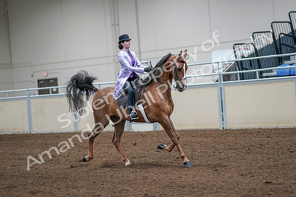 2020 - AB Morgan Horse - Fri, Sept 04 - 05167
