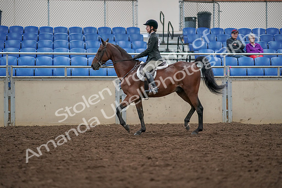 2019 Morgan Horse Show - Aug 30, 2019 - 20269