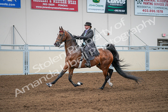 2020 - AB Morgan Horse - Sat, Sept 05 - 13180