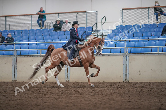 2019 Morgan Horse Show - Aug 31, 2019 - 08930