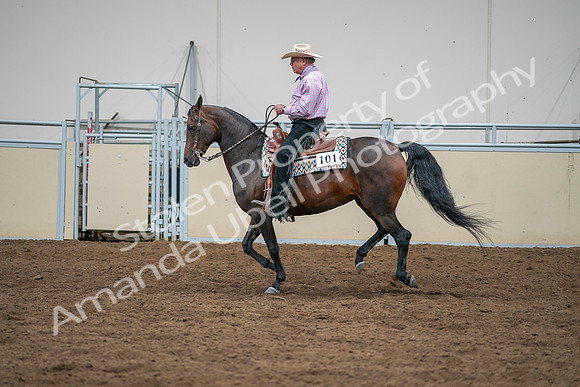 2020 - AB Morgan Horse - Sat, Sept 05 - 05659