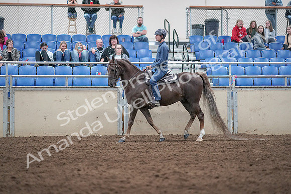 2019 Morgan Horse Show - Aug 31, 2019 - 21392