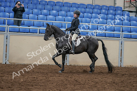2020 - AB Morgan Horse - Sun, Sept 06 - 07783