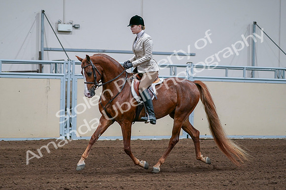 2020 - AB Morgan Horse - Fri, Sept 04 - 01636
