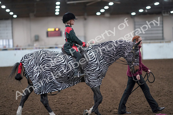 2019 Morgan Horse Show - Aug 31, 2019 - 10027