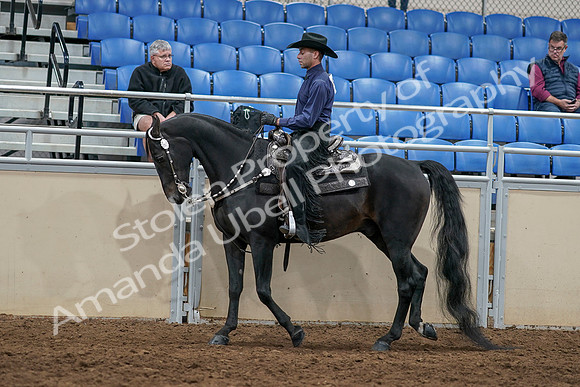 2020 - AB Morgan Horse - Sun, Sept 06 - 07519