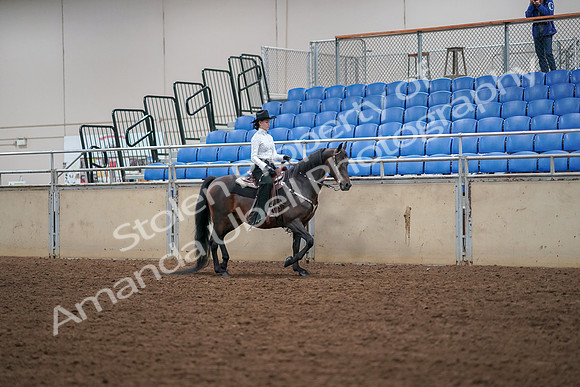 2019 Morgan Horse Show - Aug 30, 2019 - 17077