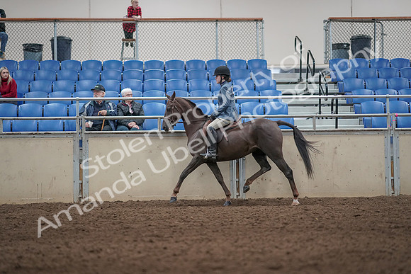 2019 Morgan Horse Show - Aug 31, 2019 - 07206