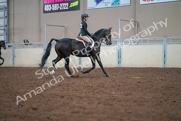 2019 Morgan Horse Show - Aug 30, 2019 - 20950