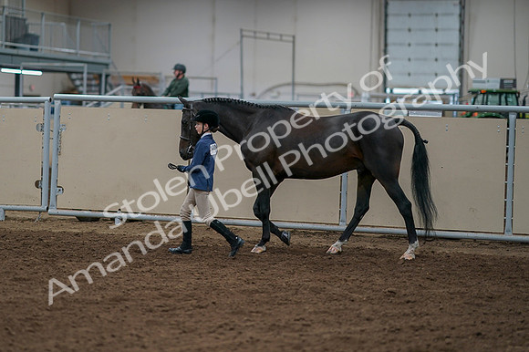 2020 - AB Morgan Horse - Fri, Sept 04 - 00911