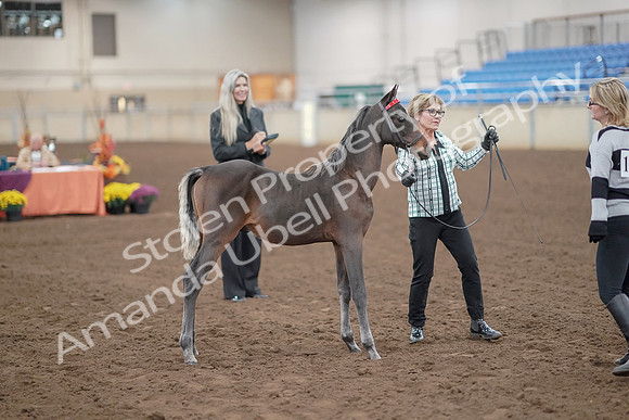 2019 Morgan Horse Show - Aug 30, 2019 - 24903