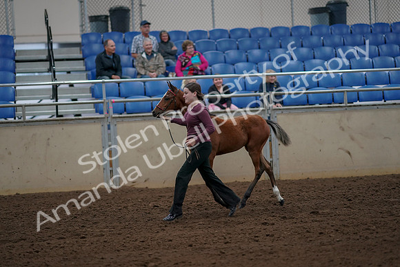 2019 Morgan Horse Show - Aug 30, 2019 - 24701