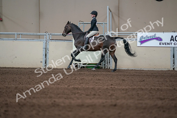 2019 Morgan Horse Show - Sept 01, 2019 - 03741