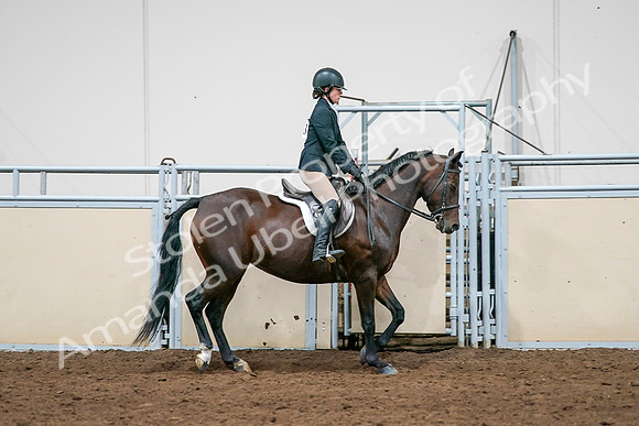 2020 - AB Morgan Horse - Sat, Sept 05 - 14546