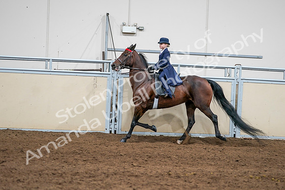 2020 - AB Morgan Horse - Sun, Sept 06 - 08150