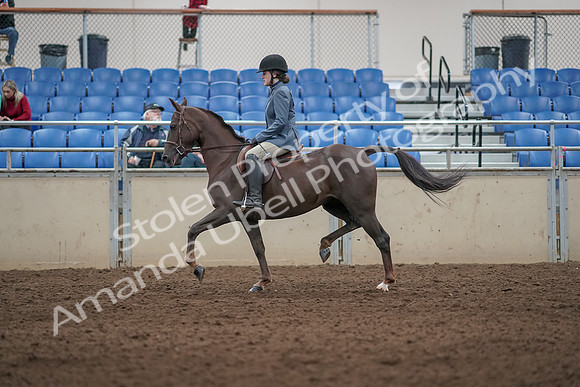 2019 Morgan Horse Show - Aug 31, 2019 - 07302