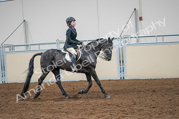 2020 - AB Morgan Horse - Sun, Sept 06 - 08046