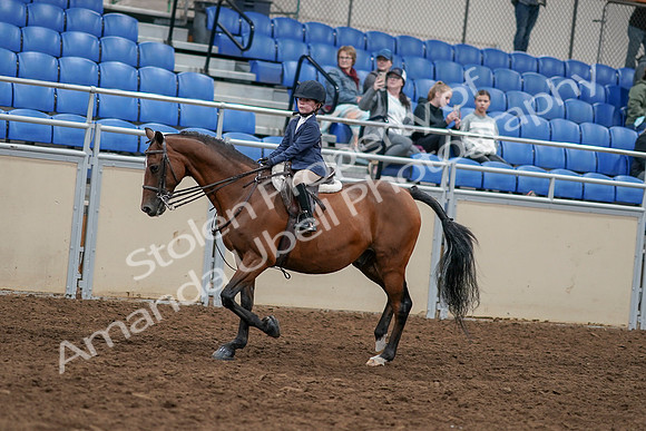 2020 - AB Morgan Horse - Sun, Sept 06 - 07900