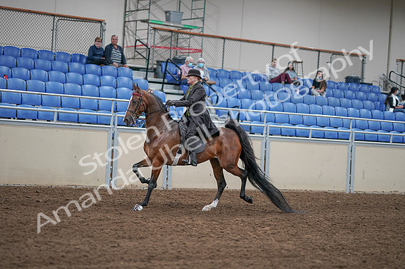 2020 - AB Morgan Horse - Fri, Sept 04 - 09542