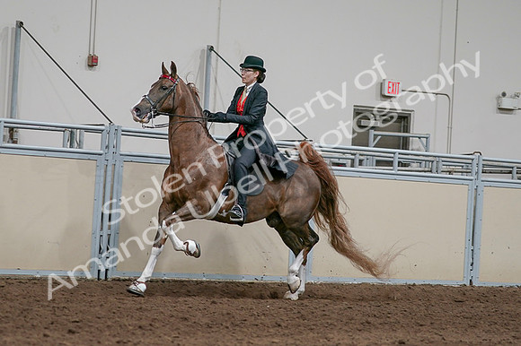 2020 - AB Morgan Horse - Fri, Sept 04 - 09728