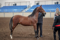 2019 Morgan Horse Show - Aug 31, 2019 - 00131