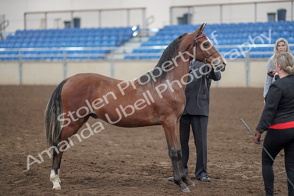 2019 Morgan Horse Show - Aug 31, 2019 - 00131