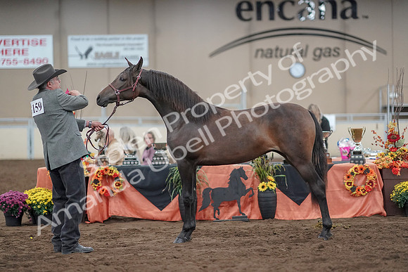2019 Morgan Horse Show - Aug 31, 2019 - 02898