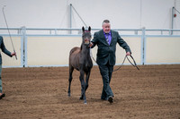 2020 - AB Morgan Horse - Fri, Sept 04 - 06188