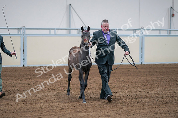 2020 - AB Morgan Horse - Fri, Sept 04 - 06188