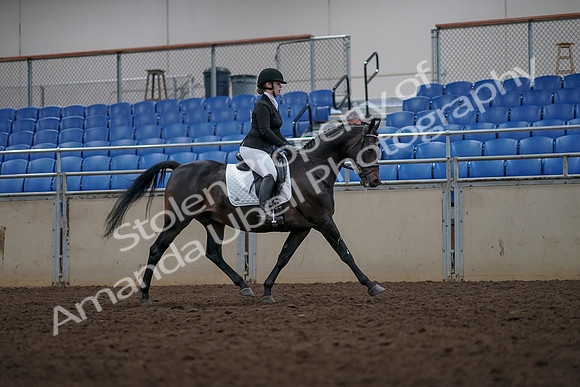 2019 Morgan Horse Show - Aug 31, 2019 - 16722