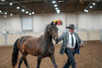 2020 - AB Morgan Horse - Fri, Sept 04 - 08564
