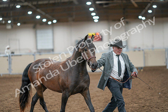 2020 - AB Morgan Horse - Fri, Sept 04 - 08564