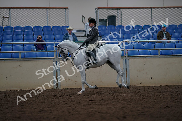 2019 Morgan Horse Show - Aug 31, 2019 - 15021