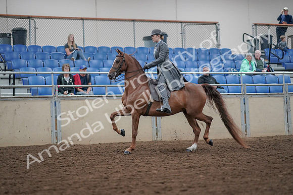 2019 Morgan Horse Show - Aug 30, 2019 - 15357
