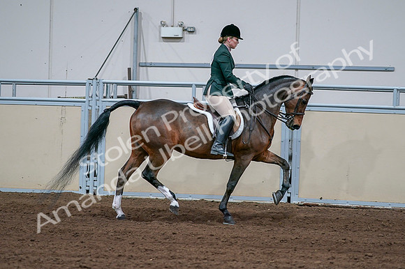 2020 - AB Morgan Horse - Fri, Sept 04 - 01754