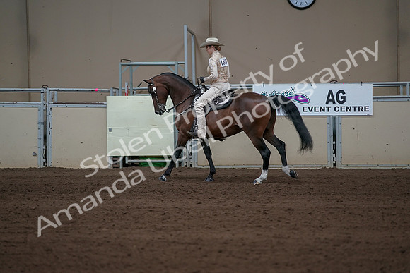 2019 Morgan Horse Show - Sept 01, 2019 - 06975