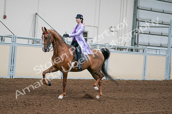 2020 - AB Morgan Horse - Fri, Sept 04 - 04911