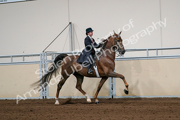 2020 - AB Morgan Horse - Sat, Sept 05 - 06372