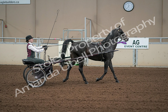 2019 Morgan Horse Show - Aug 31, 2019 - 04707