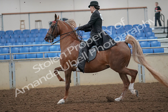 2019 Morgan Horse Show - Aug 30, 2019 - 25098