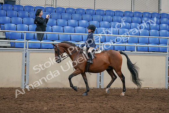 2020 - AB Morgan Horse - Sun, Sept 06 - 07689