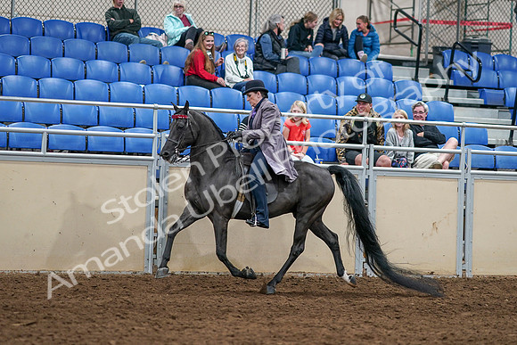 2020 - AB Morgan Horse - Sat, Sept 05 - 13604