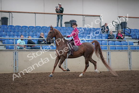 2019 Morgan Horse Show - Aug 31, 2019 - 08523
