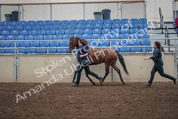 2019 Morgan Horse Show - Aug 31, 2019 - 01021