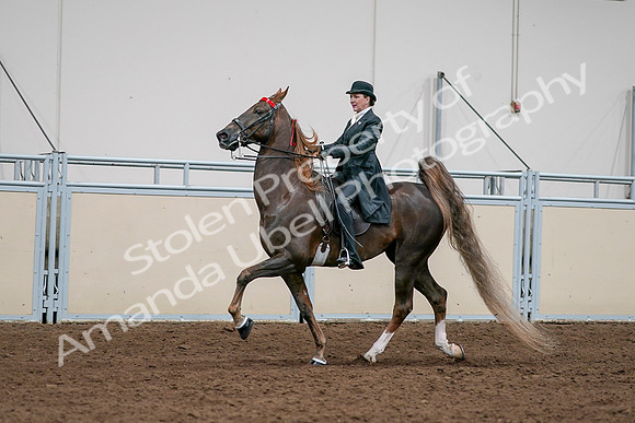 2020 - AB Morgan Horse - Sat, Sept 05 - 13125