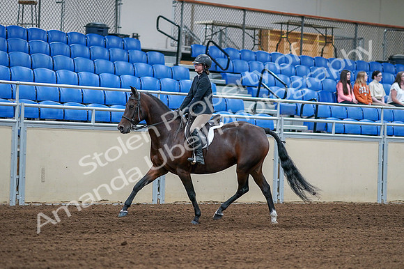 2020 - AB Morgan Horse - Fri, Sept 04 - 01501