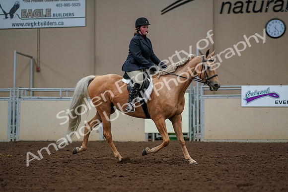 2019 Morgan Horse Show - Aug 30, 2019 - 22624