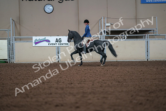 2019 Morgan Horse Show - Aug 30, 2019 - 18386