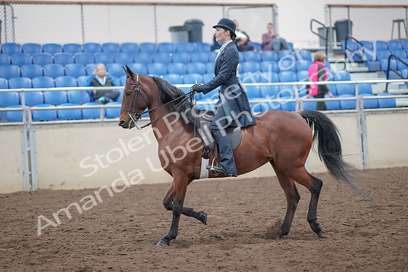 2019 Morgan Horse Show - Aug 31, 2019 - 18019